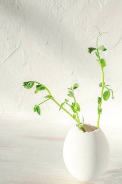 Yumurta kabuğunda bezelye tohumları. Yaşam konsepti, sıfır atık, plastik olmadan, sorumlu tüketim. Montessori Eğitim, CSR Kurumsal Sosyal Sorumluluk