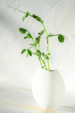 Çevre dostu yaşam kavramı, yumurta kabuğu filizleri, Montessori eğitimi, CSR kurumsal sosyal sorumluluk, çevresel dostluk