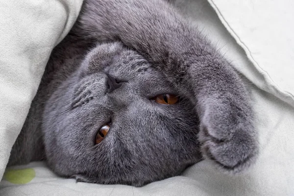 A gray Scottish fold cat with orange eyes lies on its back and covers its eyes with a paw, the cat is wrapped in a blanket