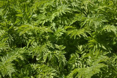 Yeşil çalı çalısı yakın plan. Ambrosia bitki alerjisi.