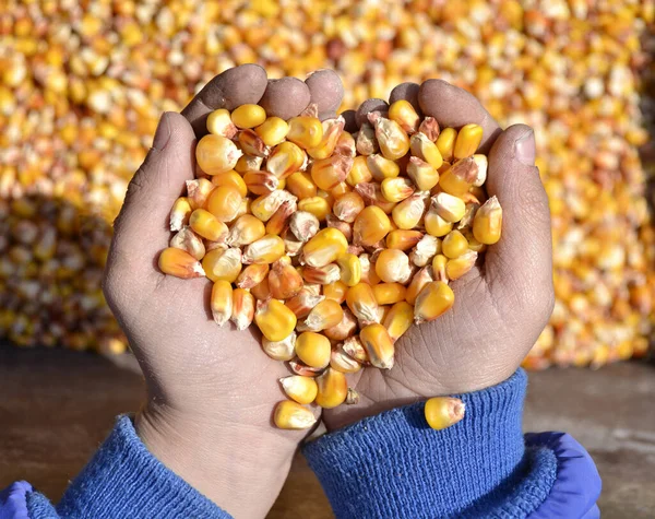 Yellow corn seeds in the form of a heart in children\'s hands