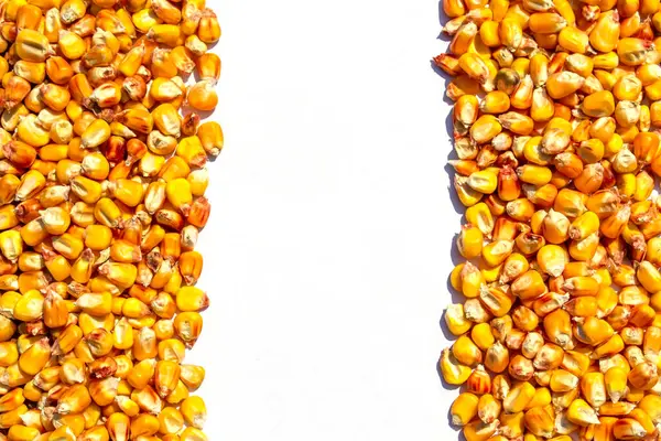 Oranje Maïs Zaden Witte Geïsoleerde Achtergrond Met Kopieerruimte — Stockfoto