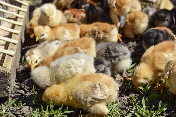 Little fluffy chickens in nature eat grass and food.