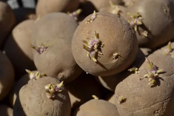 Sprouts Van Het Planten Van Aardappelen Close Aardappelknollen Met Spruitjes — Stockfoto