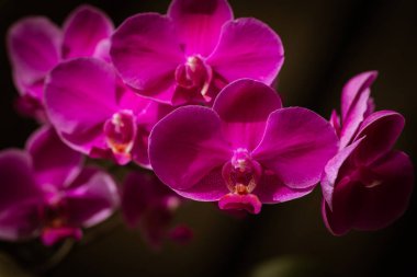 Çiçek açan mor orkide, falaenopsis türü Kraliçe Birası. Seçici odak, yakın çekim, makro