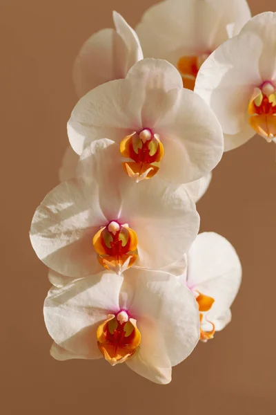 Wykwintna Biała Orchidea Kwitnąca Rodzaju Phalaenopsis Brzoskwiniowym Tle — Zdjęcie stockowe