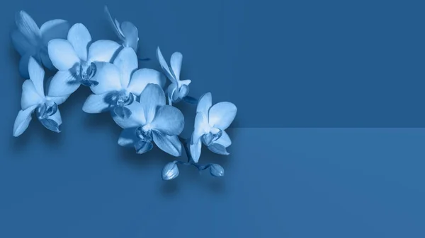 Flores Orquídea Elegantes Sobre Fondo Azul Clásico Moda —  Fotos de Stock