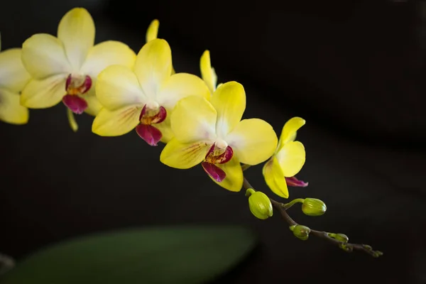Wykwintna Żółta Kwitnąca Orchidea Słoneczna Rodzaju Falaenopsis Kwiaty Pąki Długim — Zdjęcie stockowe