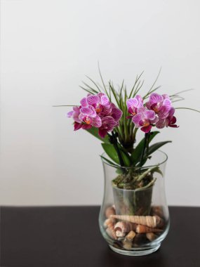 Cam vazoda, çeşitli Sogo Vivien cinsinden küçük, mor bir orkide. Ev çiçekleri