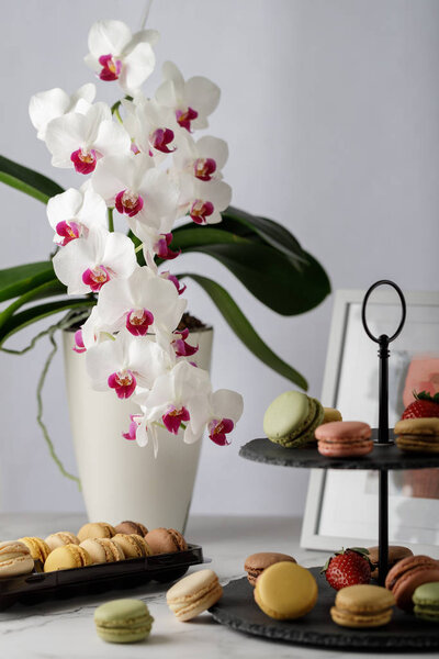 Luxuriously blooming white orchid with french macarons on a marble table
