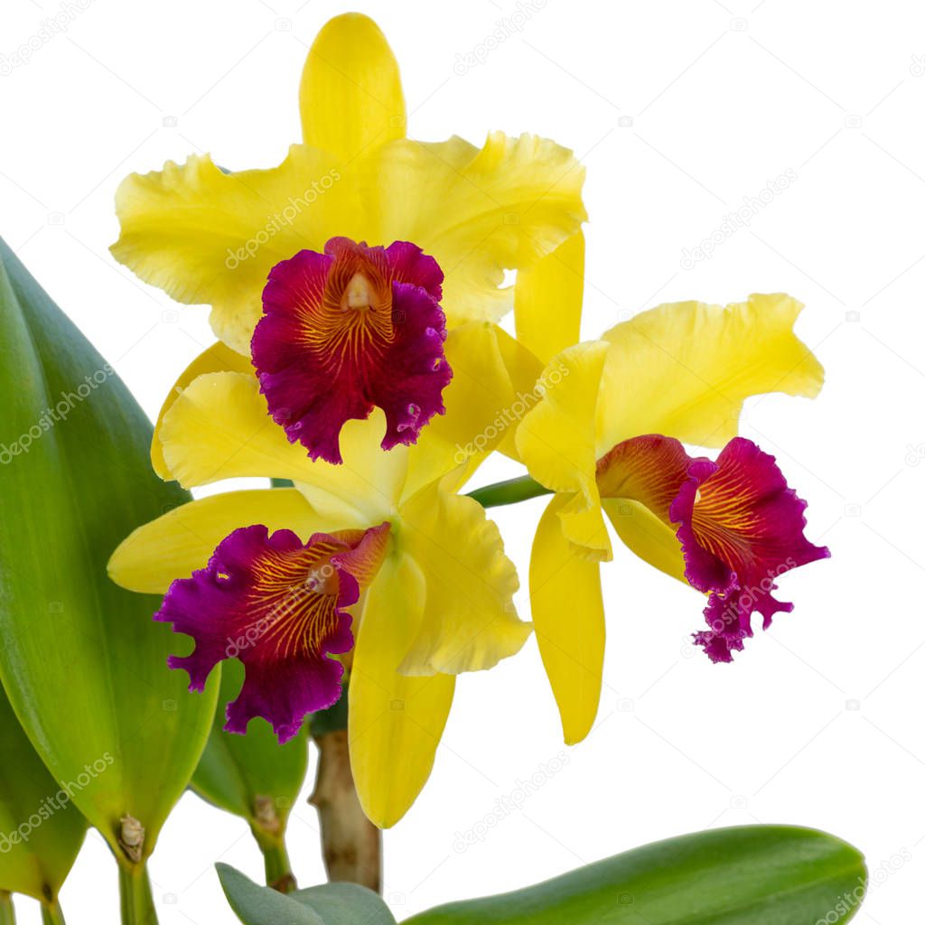 Fantastic  yellow orchid with purple-red lip of genus Cattleya variety Blc. Alma Kee on white background. Home flowers. Isolated