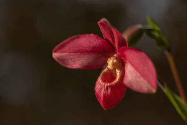 Beautiful Red Orchid Bloom Variety Phragmipedium Andean Fire Home Flowers — Stockfoto
