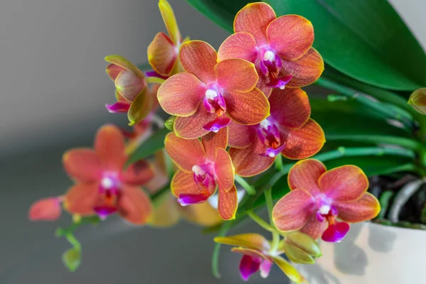 Kwitnąca Gorąca Pomarańczowa Średniej Wielkości Orchidea Ceramicznym Garnku Strona Główna — Zdjęcie stockowe