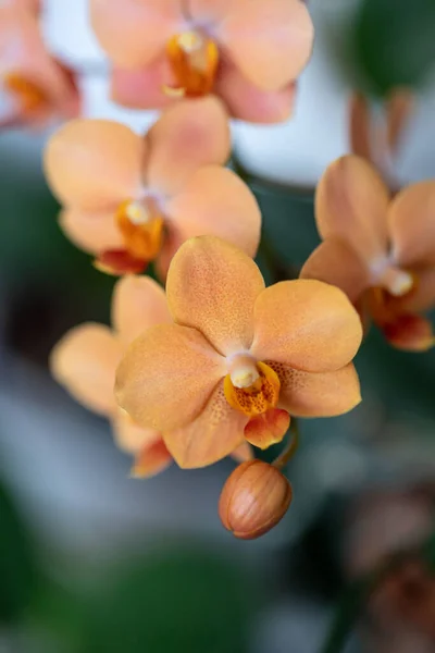 Kwiaty Pąki Rzadkie Brzoskwinia Pomarańcza Średniej Wielkości Orchidea Rodzaju Asconopsis — Zdjęcie stockowe