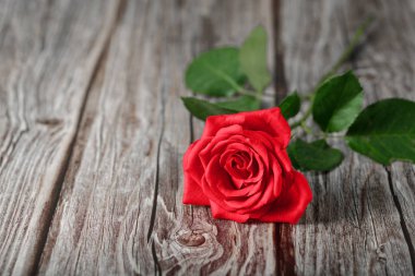 kırmızı gül eski ahşap arka planda