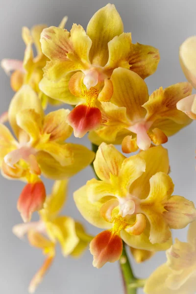 Jasnożółty Czerwoną Wargą Kwitnącą Falaenopsis Słoneczny Uśmiech Jasnoszarym Tle Strona — Zdjęcie stockowe