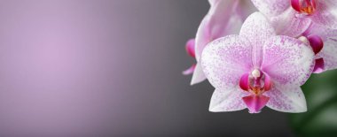 Bulanık pembe arka planda benekli beyaz bir orkide çiçeği ve kopyalama alanı. Phalaenopsis Rotterdam