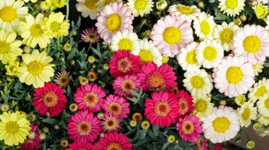Çiçek arkaplan. Çiçek açan papatya çiçekleri kasımpatı çeşitleri (Argyranthemum frutescens))