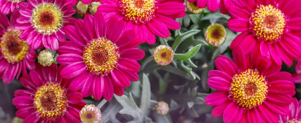 ดอกไม วงดอกเดซ เบญจมาศใกล Argyranthemum Frutescens แบนเนอร นหล งดอกไม าเนา — ภาพถ่ายสต็อก
