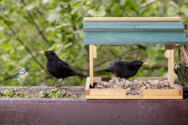 Two Blackbirds Wooden Feeder Garden Spring Day Blurred Background Greens — Stock Photo, Image