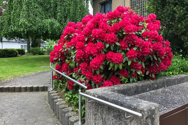 Eve kadar uzanan yol boyunca güzel, çiçekli rhododendron çalıları. Almanya 'da bahar