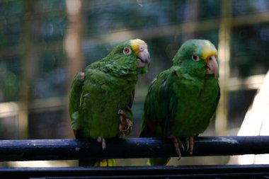 İki yeşil papağan konuşuyor.