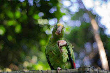 Bir papağan yiyor.