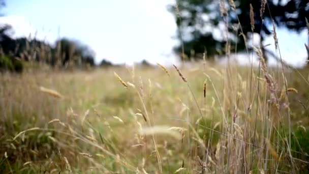 Пшеничное Поле Перемещенное Ветром — стоковое видео