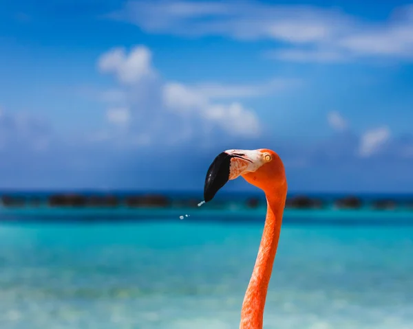 Praia Flamingo Ilha Renascentista Aruba Flamingos Perambulando Pela Praia Tomando — Fotografia de Stock