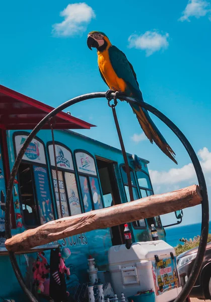 Papegojfågel hängande runt en glassbil i Eagle Beach, Aruba. — Stockfoto