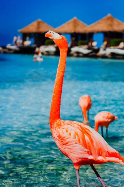 Flamingos perambulando pela praia tomando banho de sol . — Fotografia de Stock