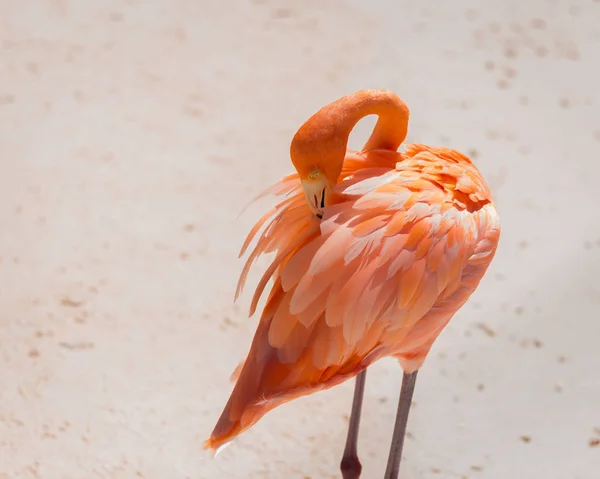 Flamingi włóczące się po plaży opalając się. — Zdjęcie stockowe