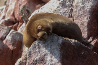 Vahşi Deniz Aslanı Kayalıklarda Uyuyor