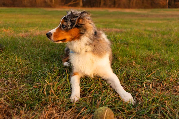 Dog Playing Catch Resting Grass While Looking Away Breed Mini — Stock Photo, Image