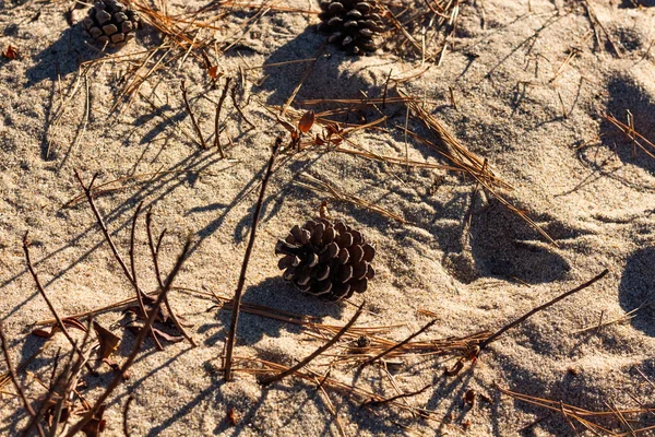 Feuilles Pins Sur Une Plage Sable Par Une Journée Ensoleillée — Photo