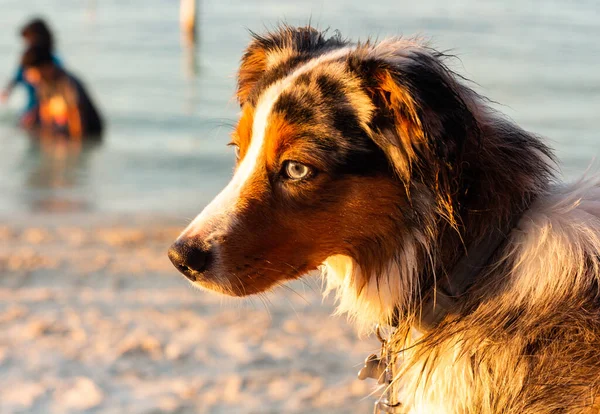 Mini Australian Shepherded Dog Close Looking Sunset Beach — Stock Photo, Image