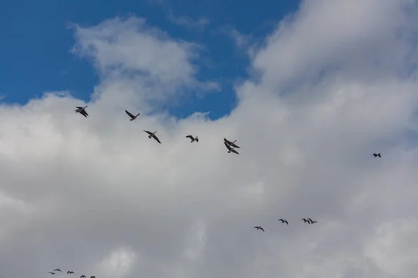 Flock of geese flying in the blue cloudy sky. — Stock Image Flock Geese Flying Blue Cloudy Sky Stock Image