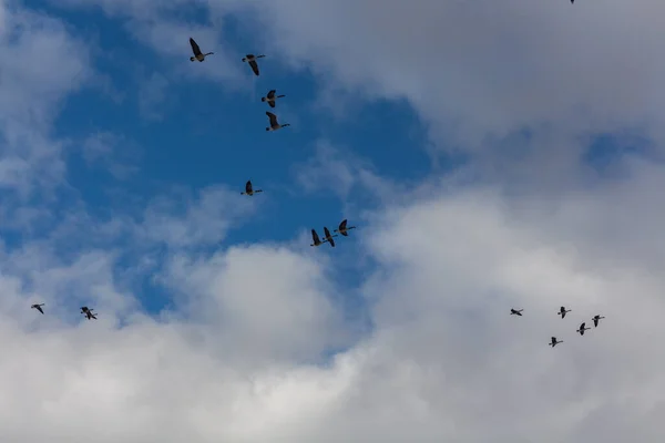 Flock of geese flying in the blue cloudy sky. — Stock Image Flock Geese Flying Blue Cloudy Sky Stock Photo