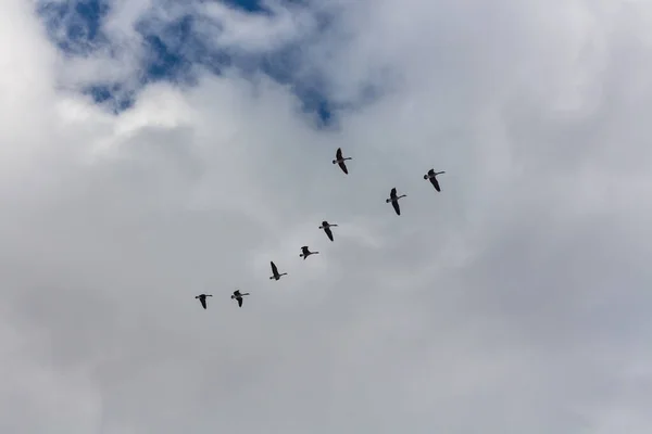 Flock of geese flying in a straight line in the blue cloudy sky. — Stock Image Flock Geese Flying Straight Line Blue Cloudy Sky Stock Photo