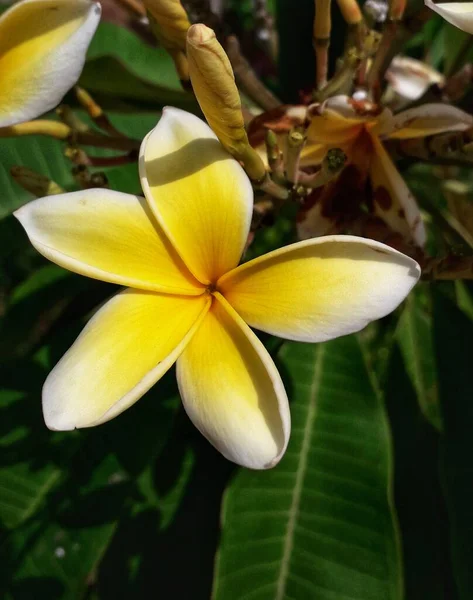 Tagsüber Blühen Garten Weiße Blumen Ideal Für Floristen Hintergründe Und — Stockfoto