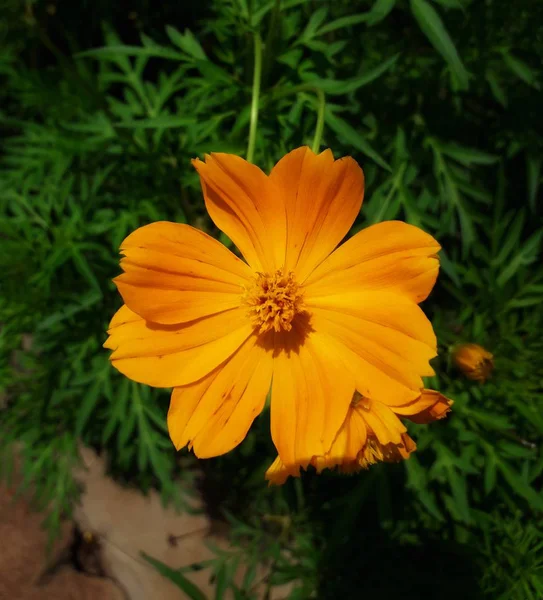 Kertben Napközben Sárga Virágok Nyílnak Nagyszerű Virágárusok Háttérrel Több — Stock Fotó