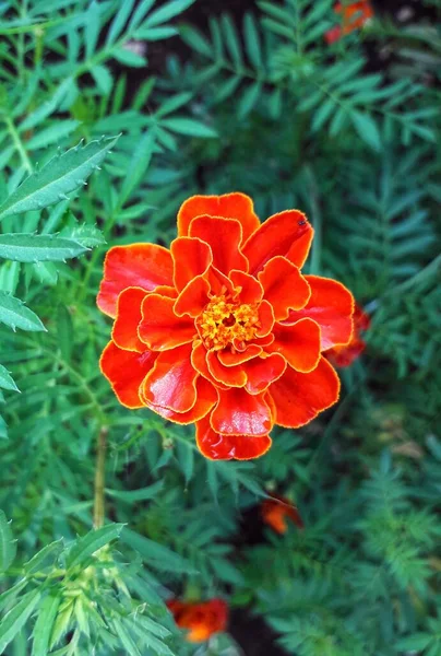 Fleurs Rouges Fleurissent Dans Jardin Pendant Journée Idéal Pour Les — Photo