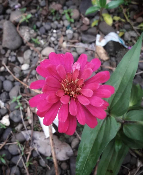 Rote Blumen Blühen Tagsüber Garten Ideal Für Hintergrund Blumenladen Und — Stockfoto