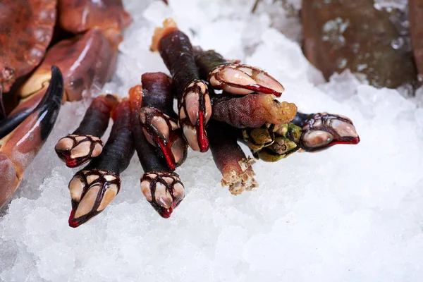 Mariscos españoles (percebes) sobre hielo en la pescadería —  Fotos de Stock