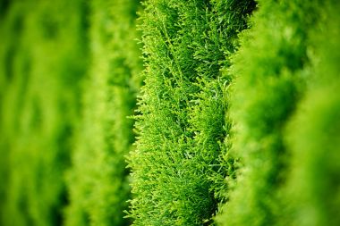 Detail of thuja trees, background use clipart