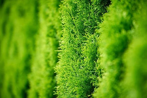 Detail of thuja trees, background use — Stock Photo, Image