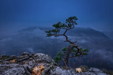 Çam ağacı Pieniny Dağları, Polonya puslu gündoğumu üzerinde Sokolica tepe üzerinde