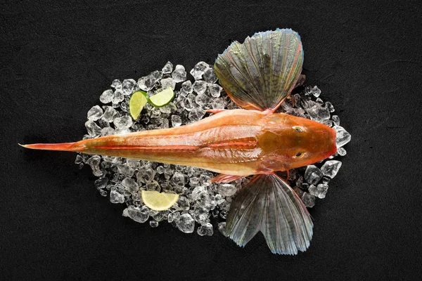 Röd gurnard fisk på isen på svart sten bakgrund — Stockfoto