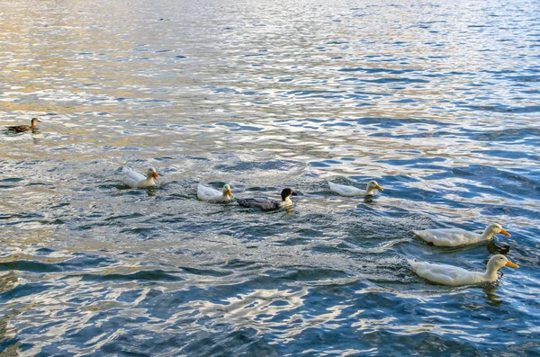 Patos selvagens nadando no Lago Wakatipu, Nova Zelândia . — Fotografia de Stock