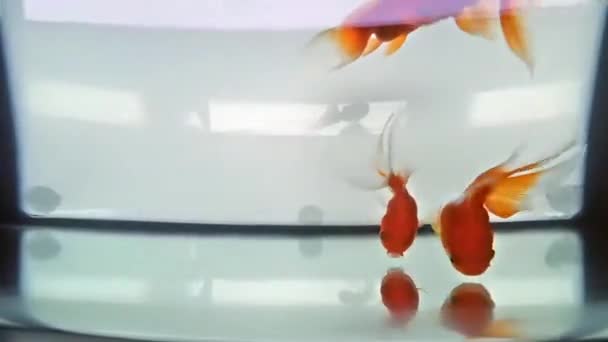 Вид сверху на маленькую золотую рыбку, плавающую в аквапарке — стоковое видео